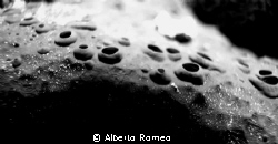 Is it the surface of the moon ?  NO ! It is a sponge........ by Alberto Romeo 